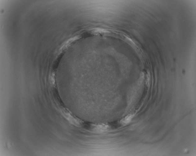 X0000066100621200604071824