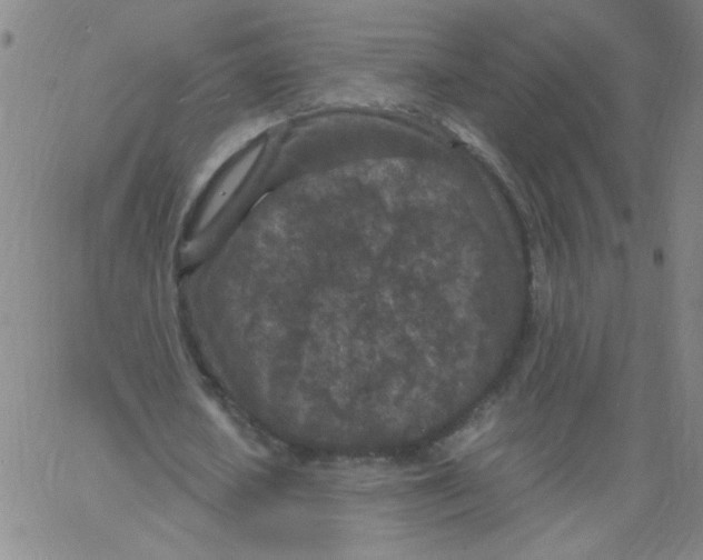 X0000066100626200604071823