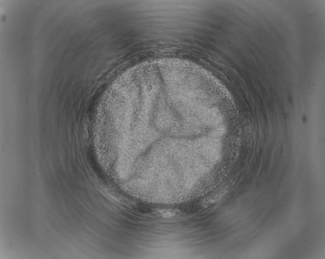 X0000066100654200604071823