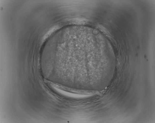 X0000066100679200604071823