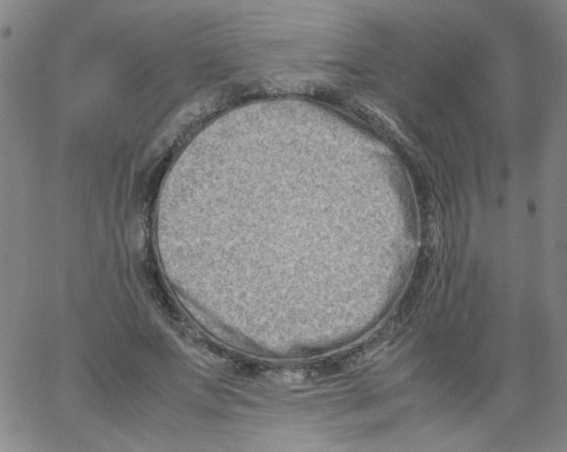 X0000066100687200604071823