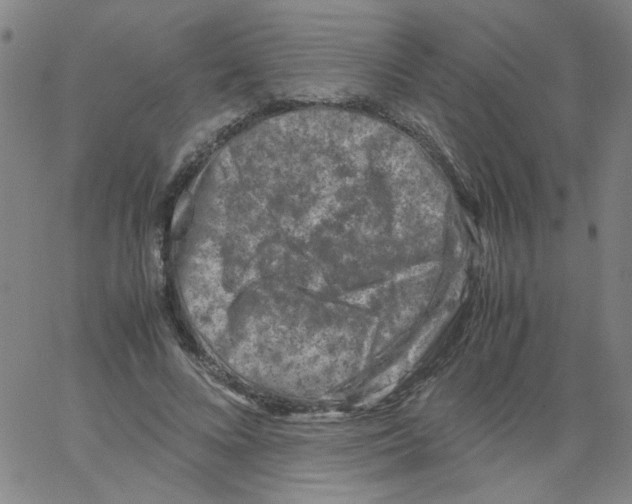 X0000066100688200604071823