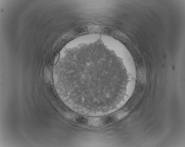 X0000066100705200604071822