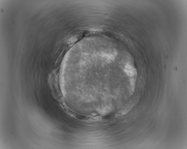 X0000066100720200604071822