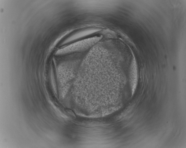 X0000066100722200604071821