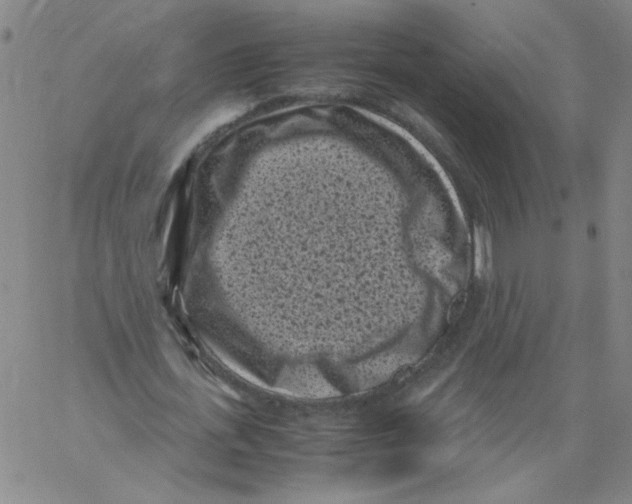 X0000066100723200604071821