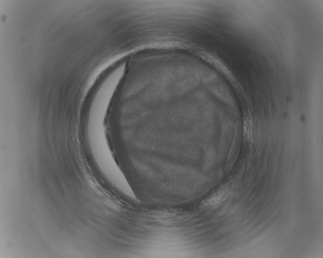 X0000066100724200604071821