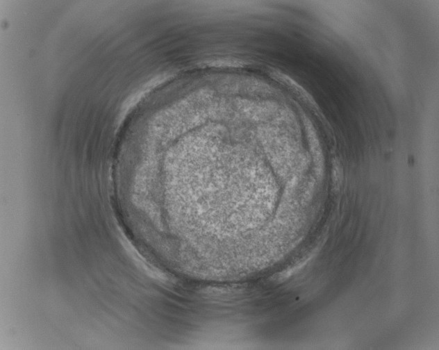 X0000066100725200604071821