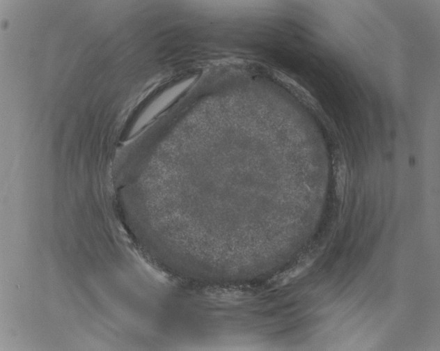 X0000066100729200604071821