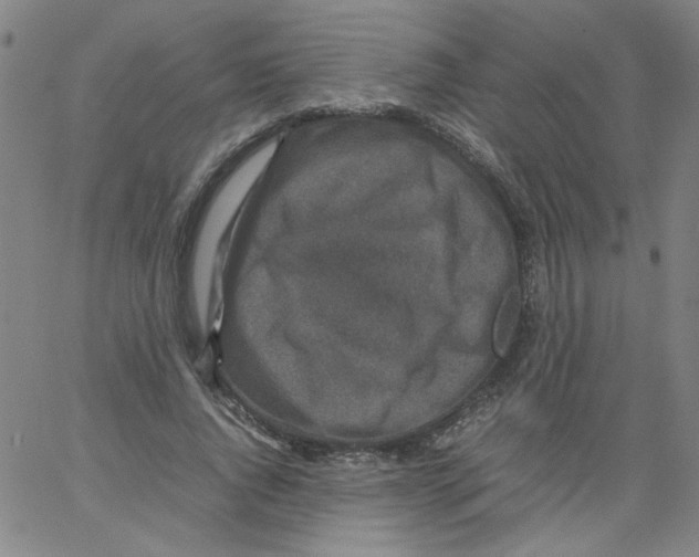 X0000066100736200604071822