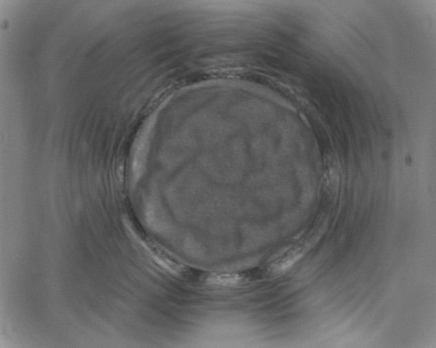 X0000066100767200604071822