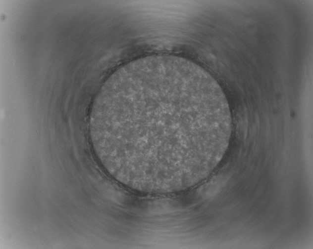 X0000066100769200604071821