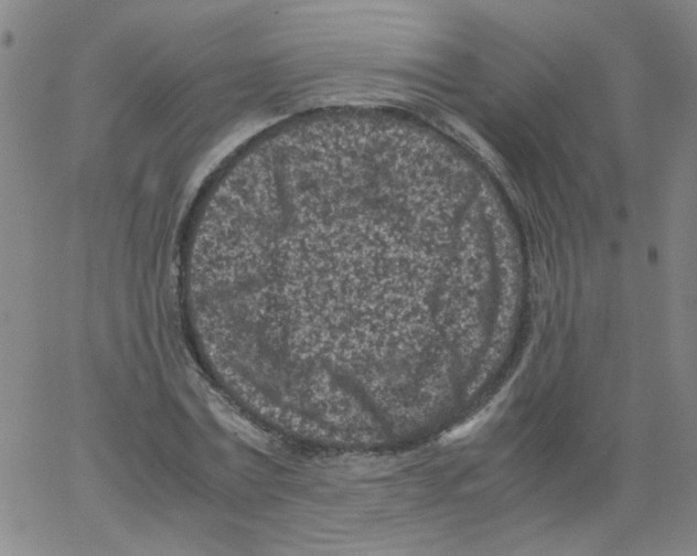 X0000066100779200604071821