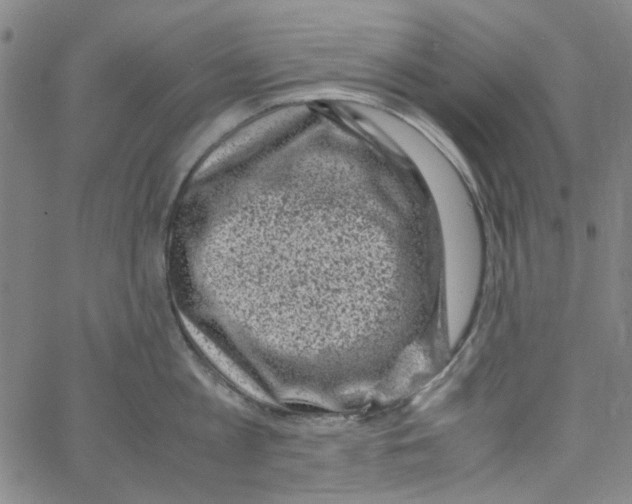 X0000066100813200604071821