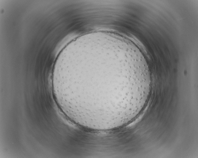 X0000066100814200604071821