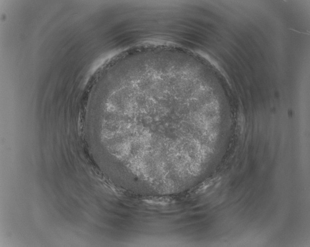 X0000066100823200604071820