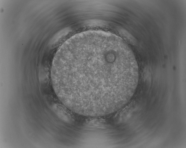 X0000066100824200604071820