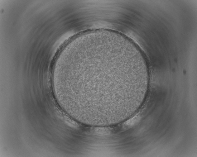 X0000066100832200604071820