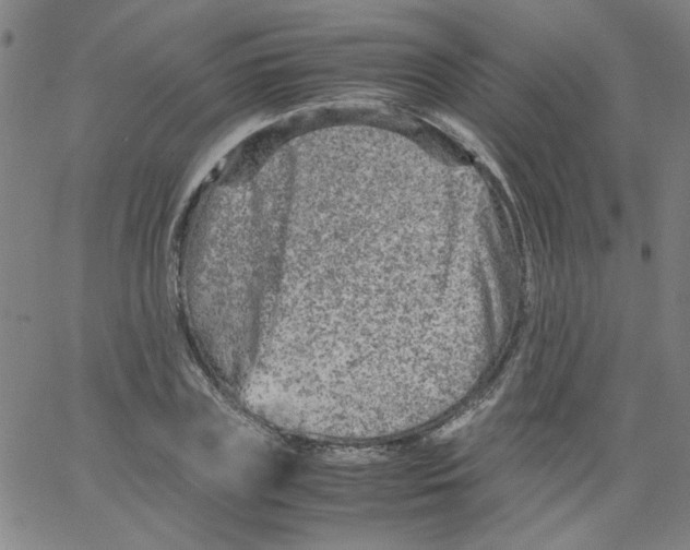 X0000066100835200604071820