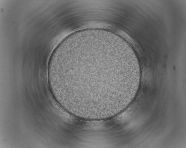 X0000066100836200604071820