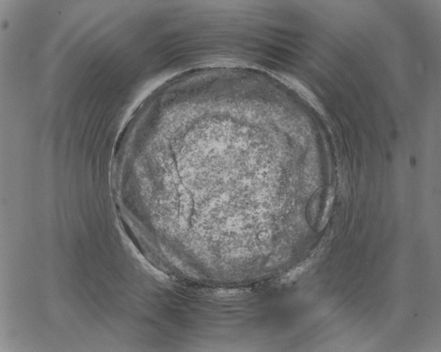 X0000066100839200604071820