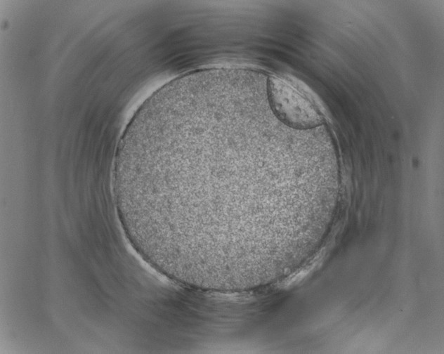 X0000066100855200604071820