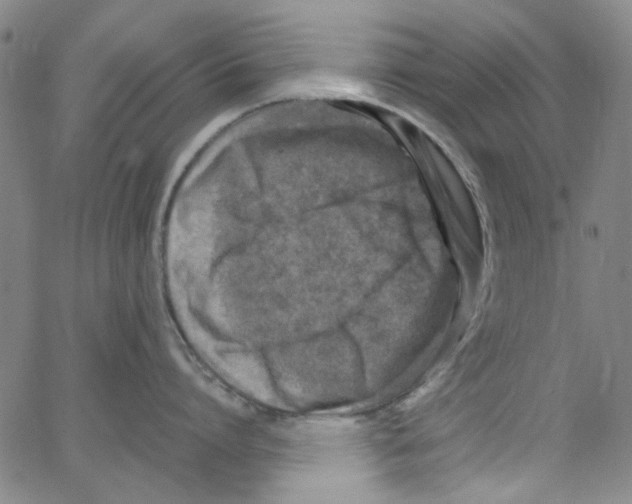 X0000066100864200604071821