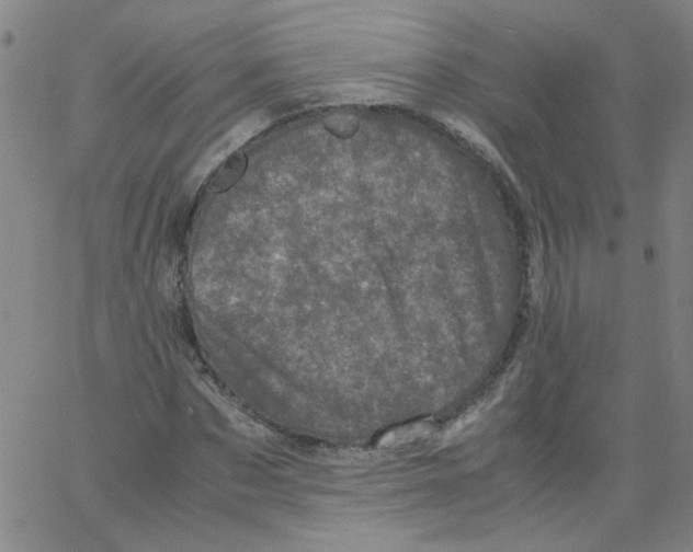 X0000066100873200604071820