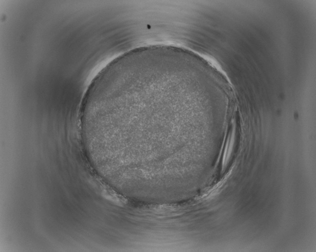 X0000066100879200604071820