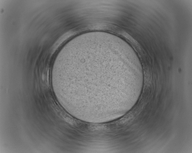 X0000066100886200604071819