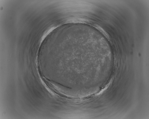 X0000066100893200604071819