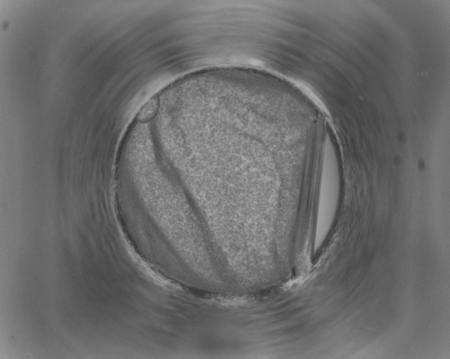 X0000066100895200604071819