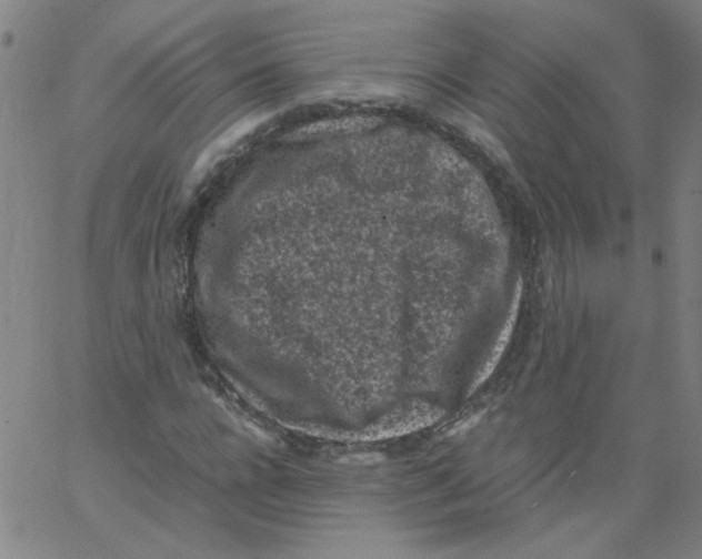 X0000066100920200604071818