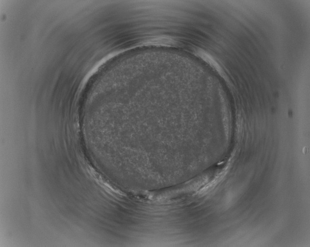 X0000066100923200604071818