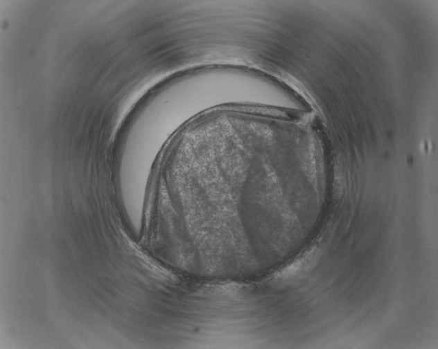 X0000066100926200604071818