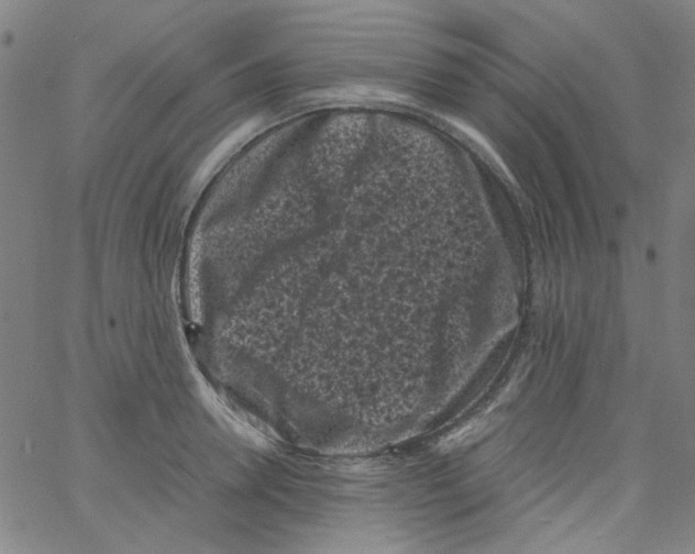 X0000066100946200604071819