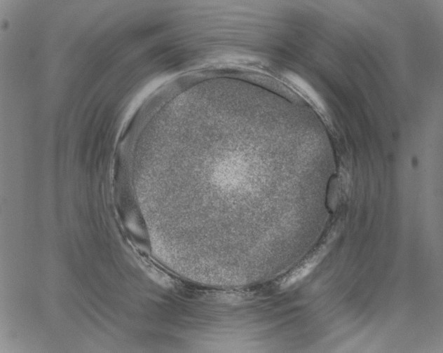 X0000066100948200604071819