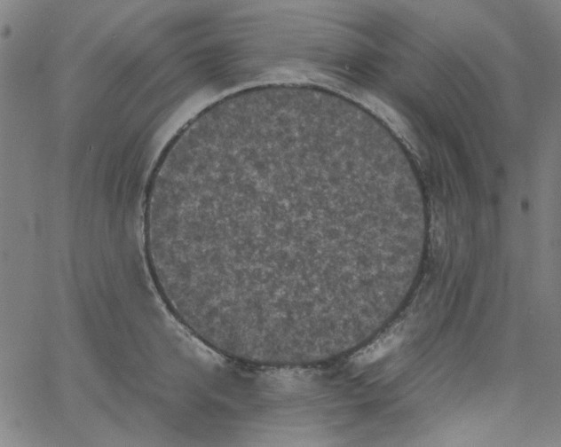 X0000066100950200604071819