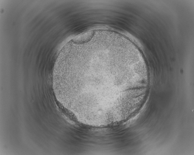 X0000066100953200604071819