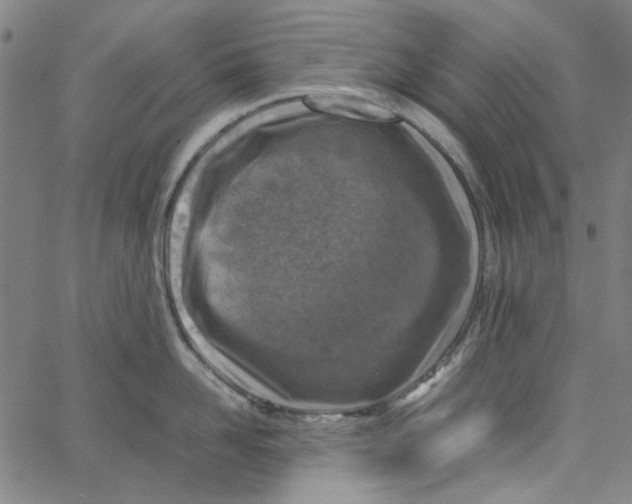 X0000066100958200604071819