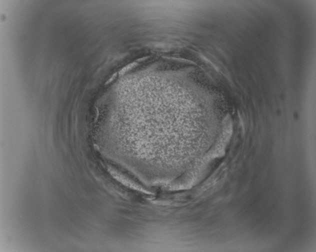 X0000066100961200604071818