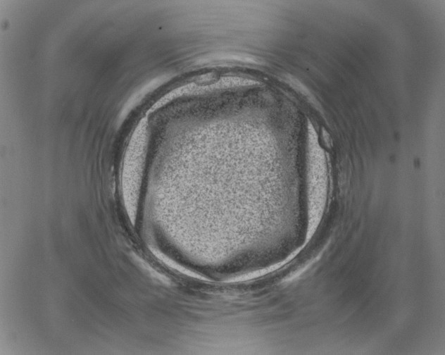 X0000066100973200604071818