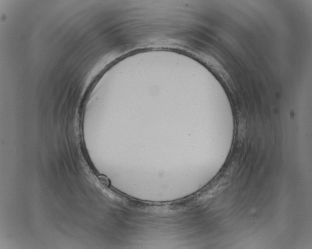 X0000066100990200604071818