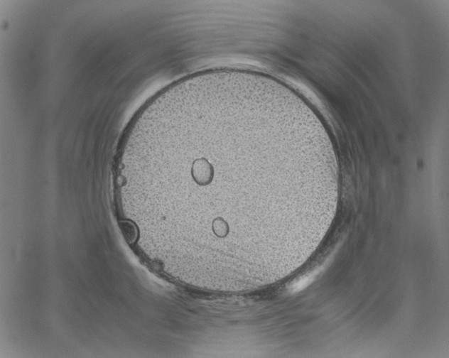 X0000066100999200604071818