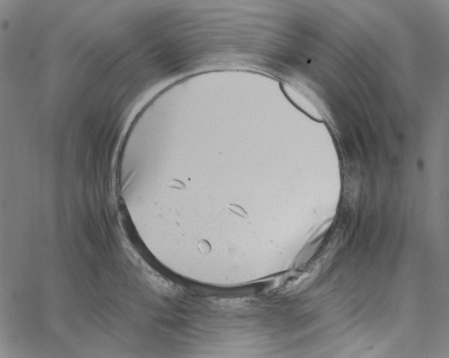 X0000066101004200604071817