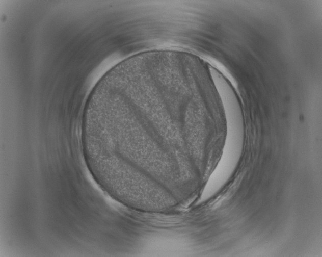 X0000066101007200604071817