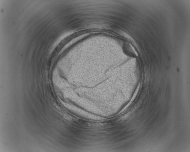 X0000066101019200604071817