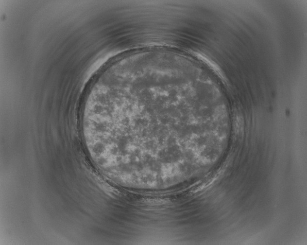 X0000066101023200604071817