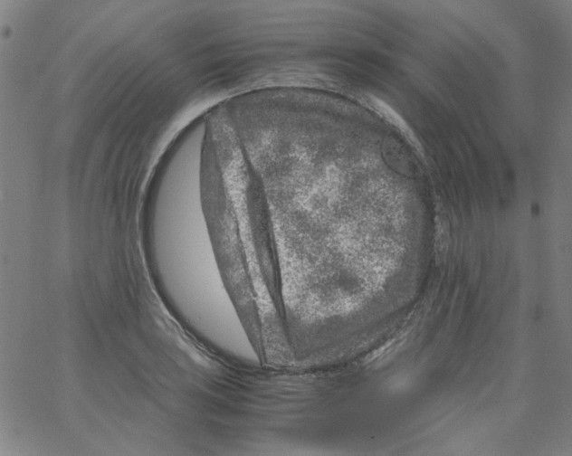 X0000066101035200604071817