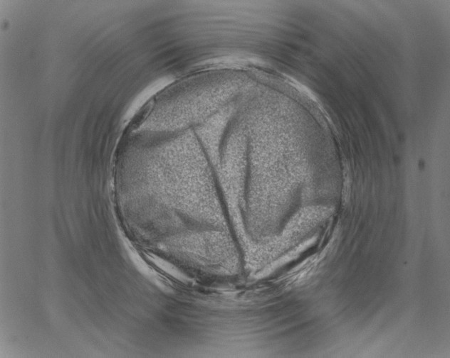 X0000066101042200604071817